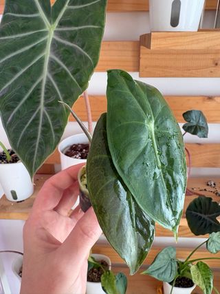 Alocasia Pink Dragon