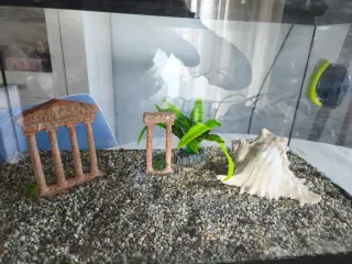 Pecera 60L con accesorios