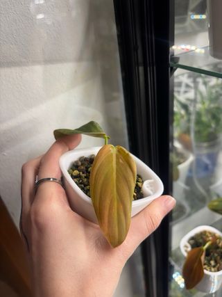 Philodendron Gigas