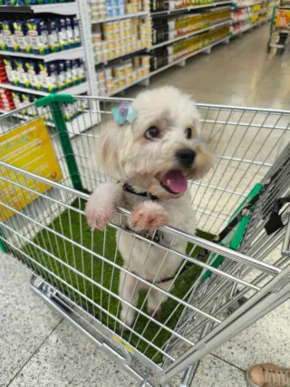 Paseo de Perros con mas de 5 años de experiencia