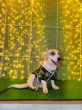 Paseo de Perros con mas de 5 años de experiencia