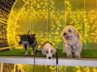 Paseo de Perros con mas de 5 años de experiencia