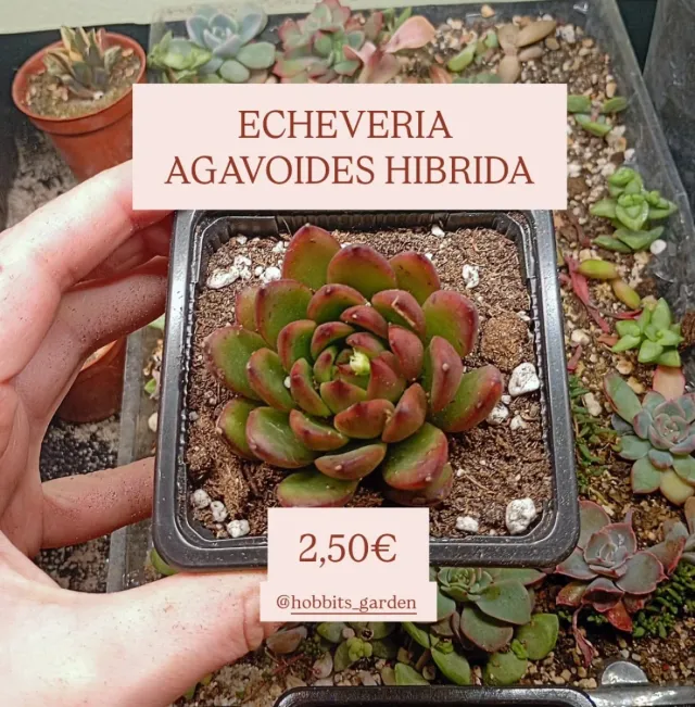 Echeveria Agavoides Hibrida - Suculentas