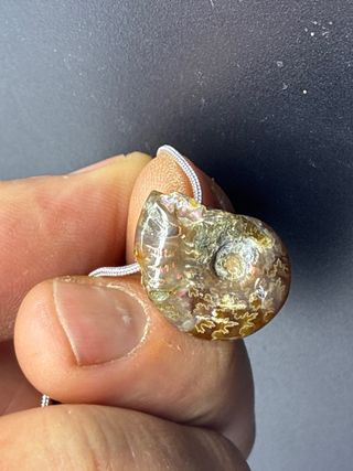 Colgante Amonite Plata con Cadena