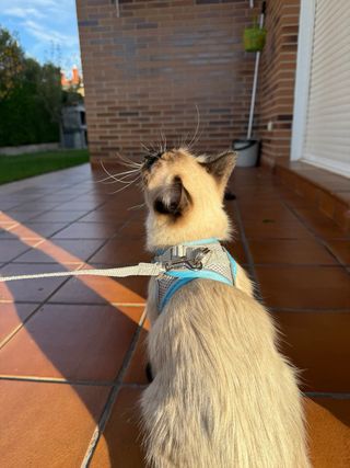 Arnés para gato azul y gris