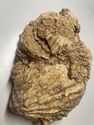 Fósil de conchas marinas