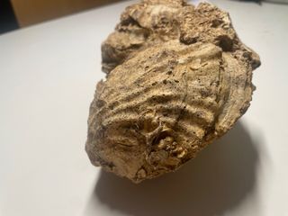 Fósil de conchas marinas