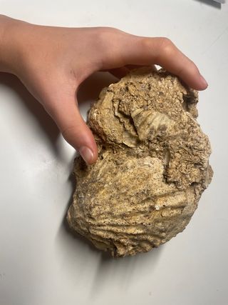 Fósil de conchas marinas