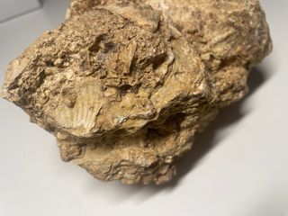 Fósil de conchas marinas