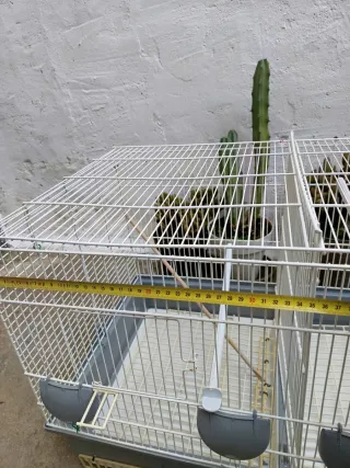 Jaula grande para ninfa