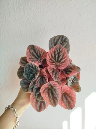 Planta Peperomia Rosso
