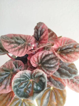 Planta Peperomia Rosso