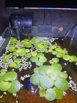 Limnobium Laevigatum - Trébol de agua