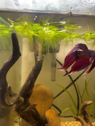 Limnobium Laevigatum - Trébol de agua