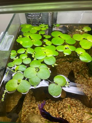 Limnobium Laevigatum - Trébol de agua