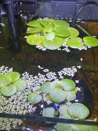 Limnobium Laevigatum - Trébol de agua