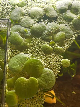Limnobium Laevigatum - Trébol de agua