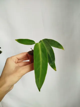 Planta Anthurium Warocqueanum Baby