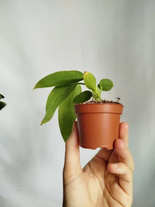 Planta Anthurium Warocqueanum Baby