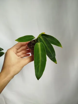 Planta Anthurium Warocqueanum Baby