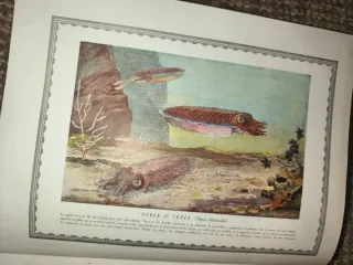 Libro Historia Natural (1947)