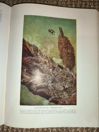 Libro Historia Natural (1947)