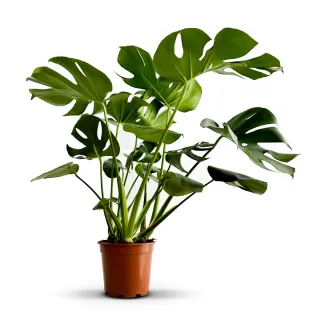 Monstera Deliciosa Costilla de Adán