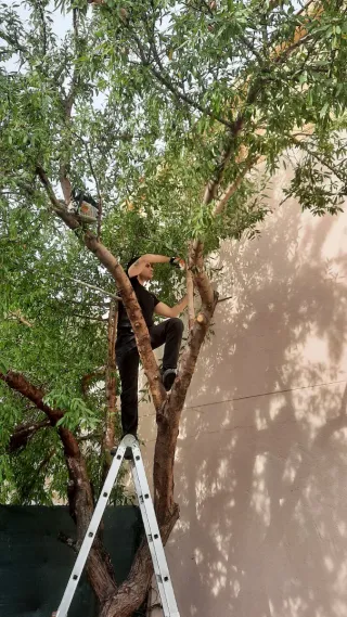 TALAS Y PODAS EN ÁVILA CAPITAL Y PROVINCA