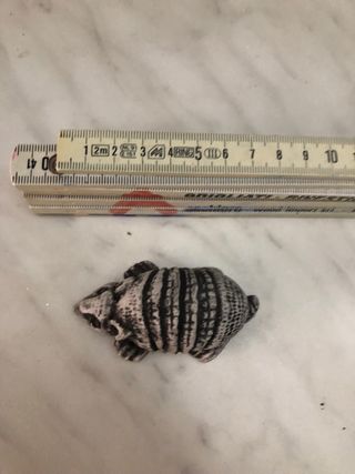 Statua armadillo in ceramica