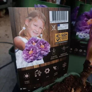 Peonia Suffruticosa 50cm