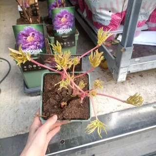 Peonia Suffruticosa 50cm