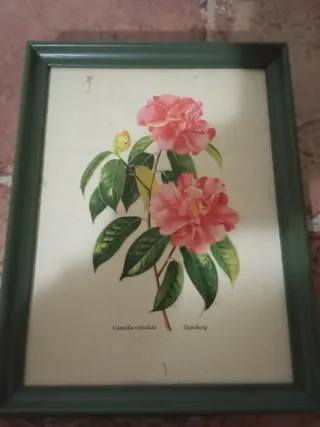 Cuadro Flores Rosas Camelia Reticulata