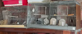 Jaulas de cría para pájaros