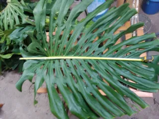 Esquejes de Monstera deliciosa " fulla de trau"