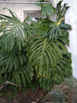 Esquejes de Monstera deliciosa " fulla de trau"