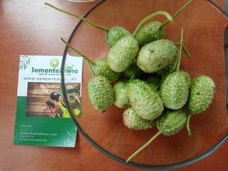 Conjunto Sementes 4 Variedades Pepinos Exóticos