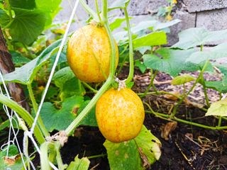 Conjunto Sementes 4 Variedades Pepinos Exóticos