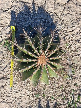 Ferocactus schwarzzi