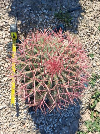 Ferocactus pilosus cactus
