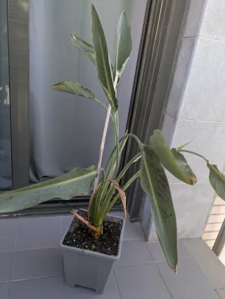 Planta Strelitzia reginae