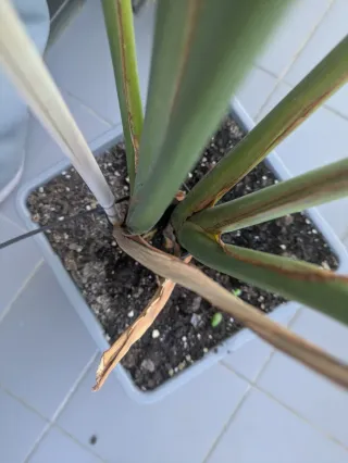 Planta Strelitzia reginae