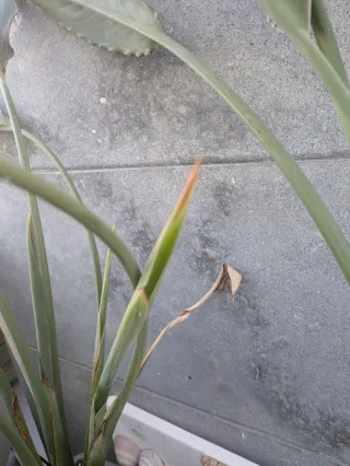 Planta Strelitzia reginae