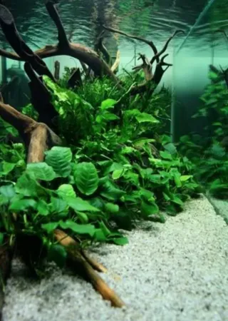 Lote plantas acuario para Fenris