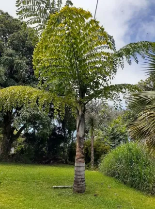 Semillas de Palmera. Caryota Obtusa