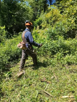 Servicio de jardinería y poda