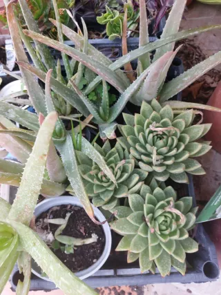 Pianta di Peonia Rubens