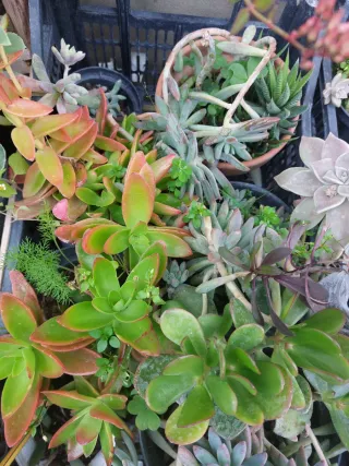 Pianta di Peonia Rubens