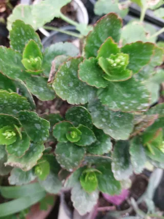 Pianta di Peonia Rubens