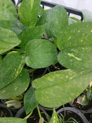 Pianta di Peonia Rubens