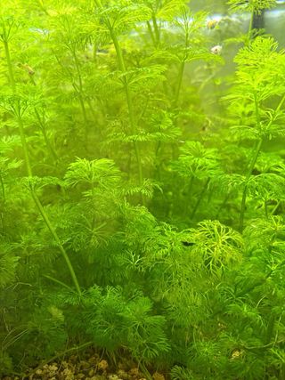 Plantas de acuario por tallos